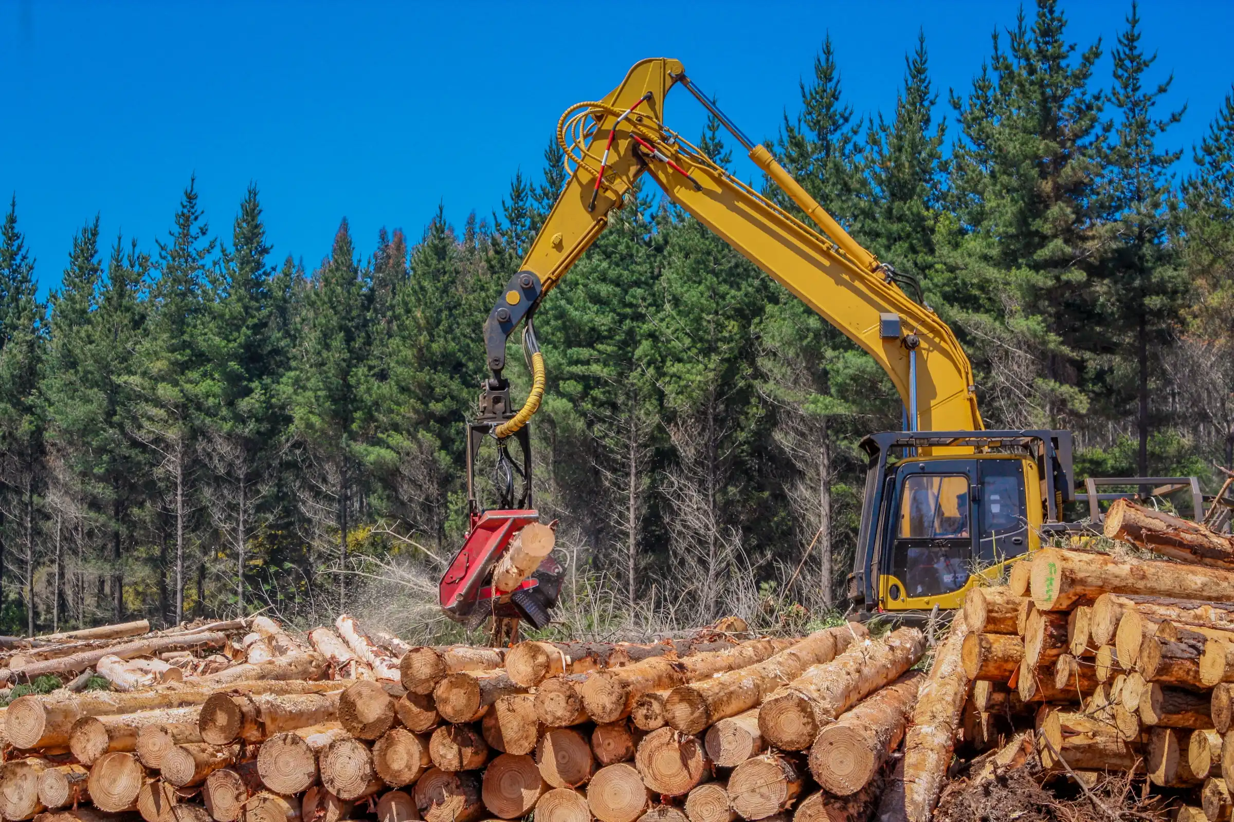 Feller buncher harvesting timber in active logging operation — forestry equipment financing